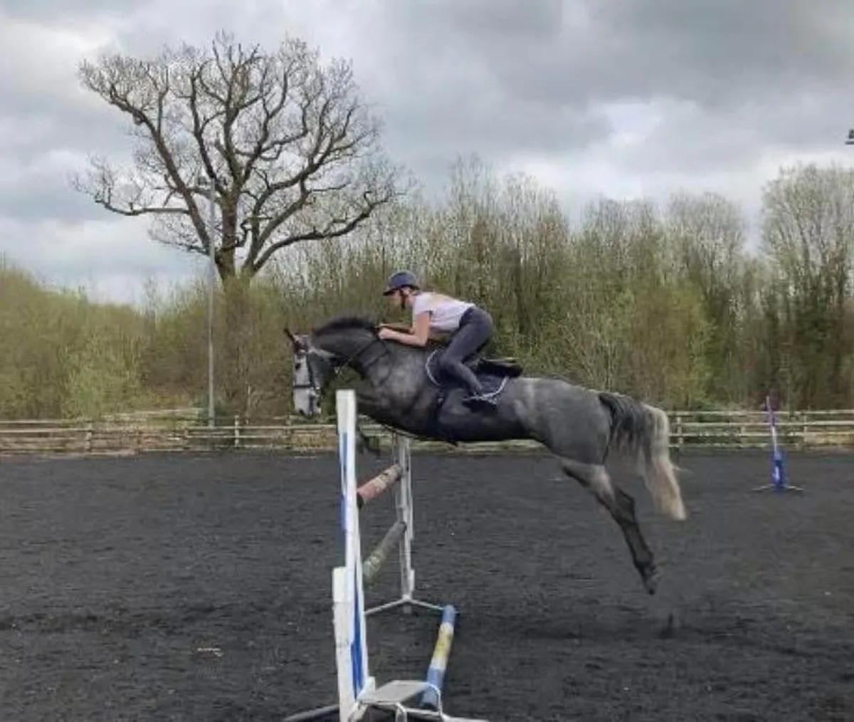 Showjumping Mare for sale - Image 4