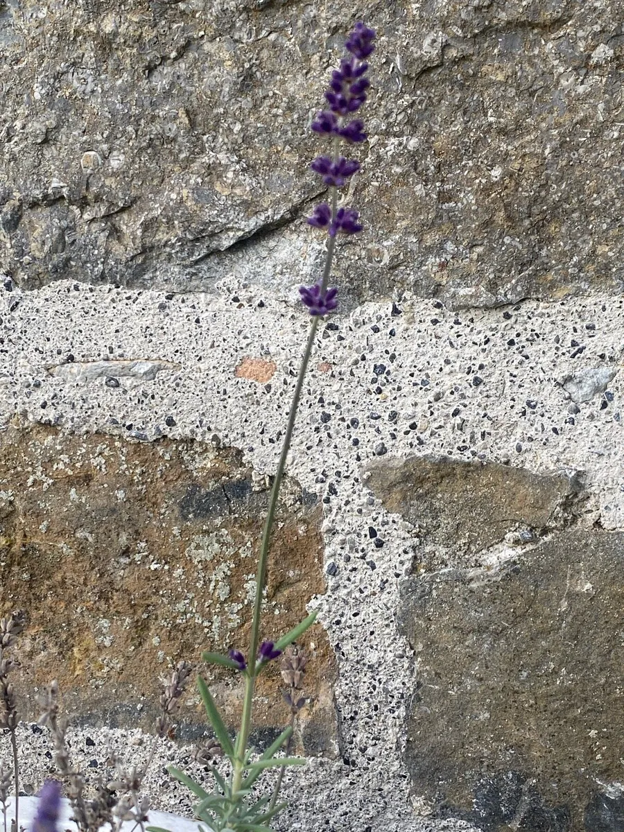 Masonry. Brickwork. Lime work. - Image 2