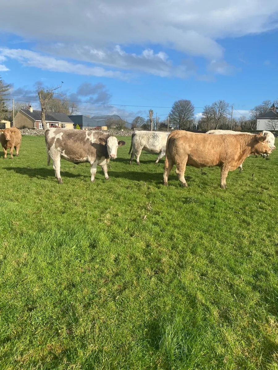 Special Springer Sale Saturday 22nd November - Image 1