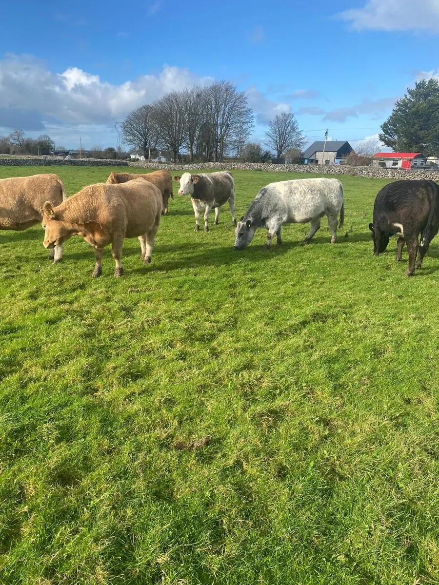 Special Springer Sale Saturday 22nd November - Image 2