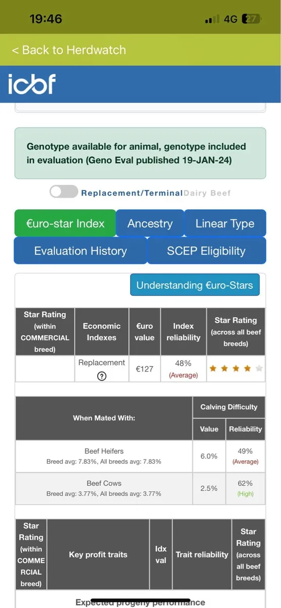 Hybrid first calf heifers - Image 4