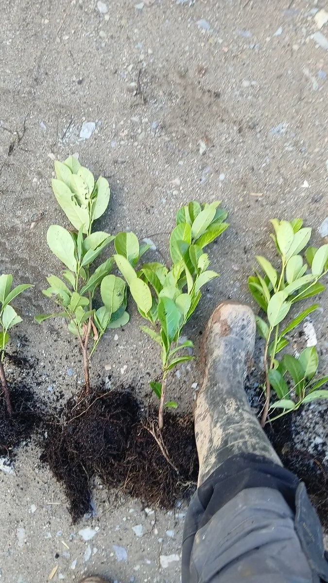 Laurel hedging €1 nationwide delivery