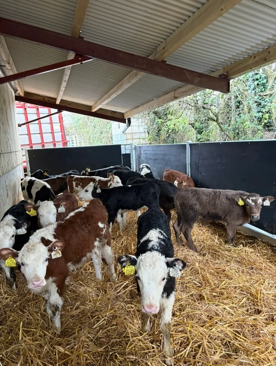 16 top quality calves for sale - Image 1