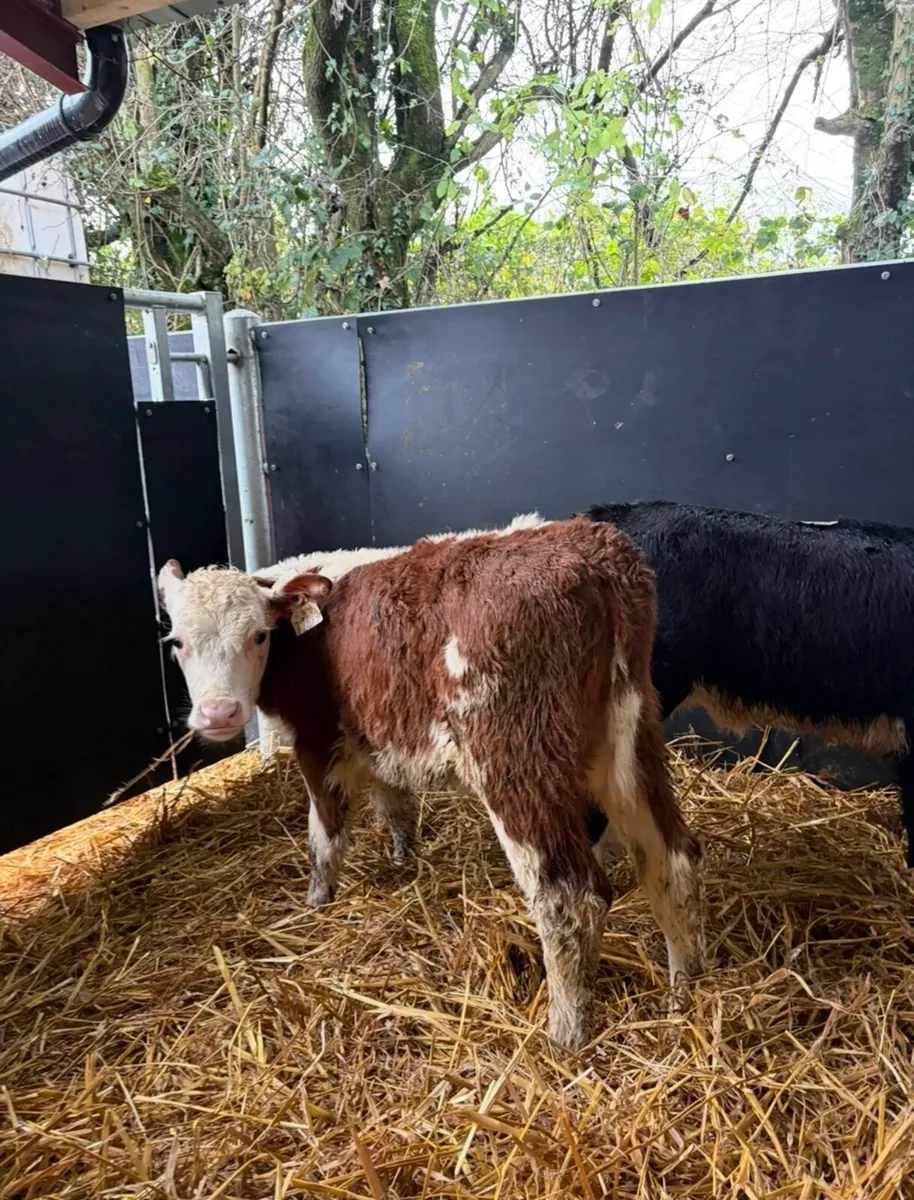 16 top quality calves for sale - Image 2