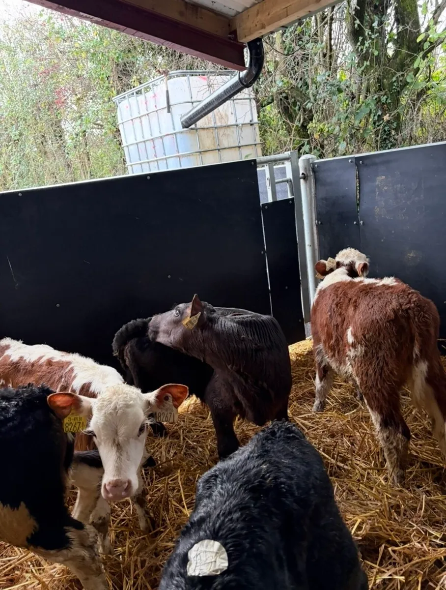 16 top quality calves for sale - Image 3