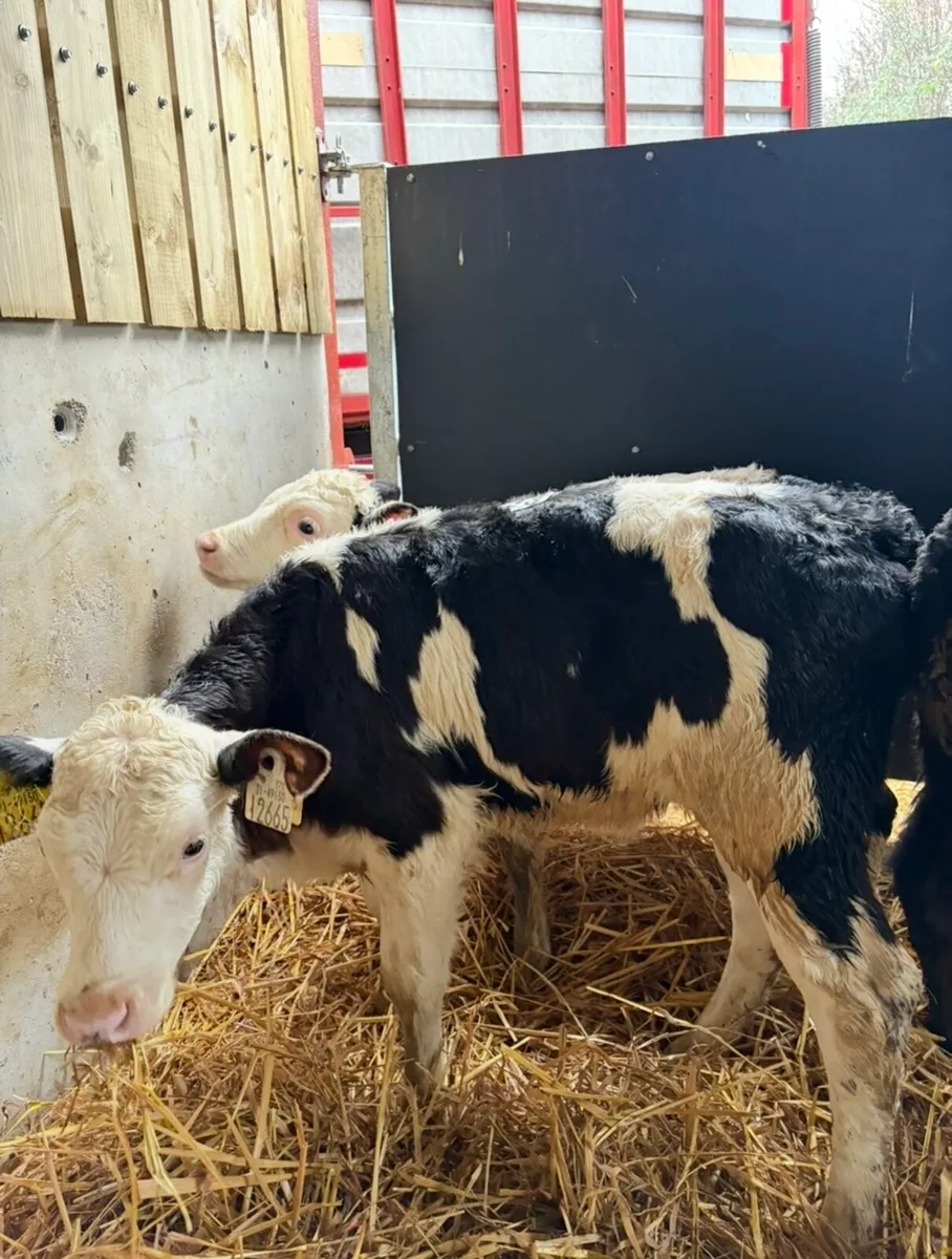16 top quality calves for sale - Image 4