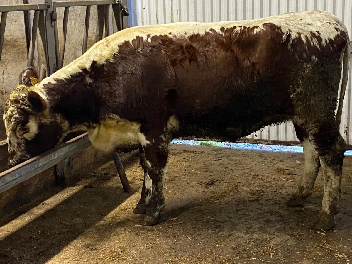 PBR Irish Moiled heifer - Image 2