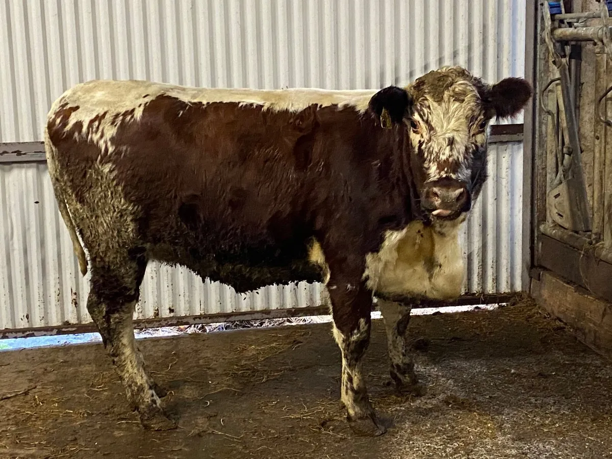 PBR Irish Moiled heifer - Image 3
