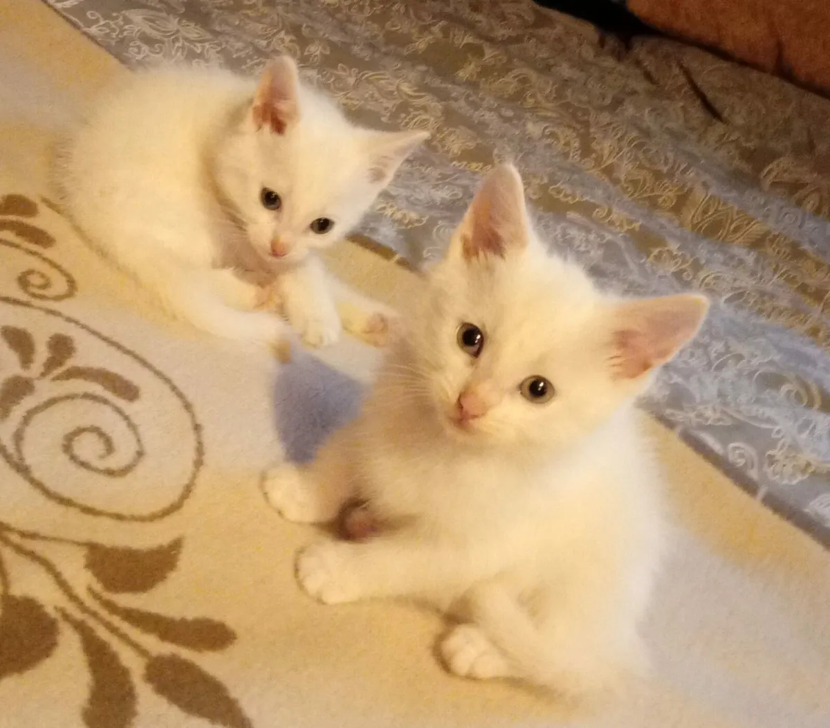 Kittens - Image 1