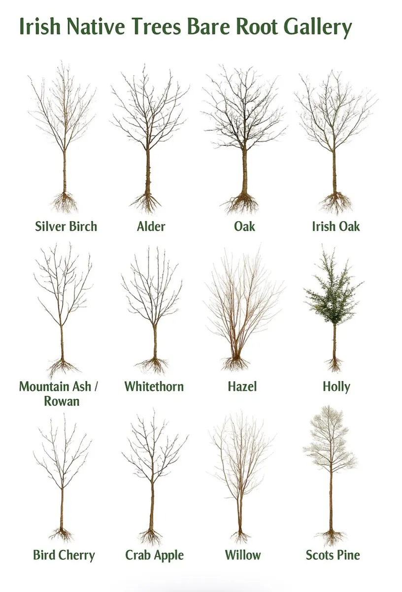 Bare Root Hedging-Beech, Oak, Birch, Hazel, Hornb - Image 2