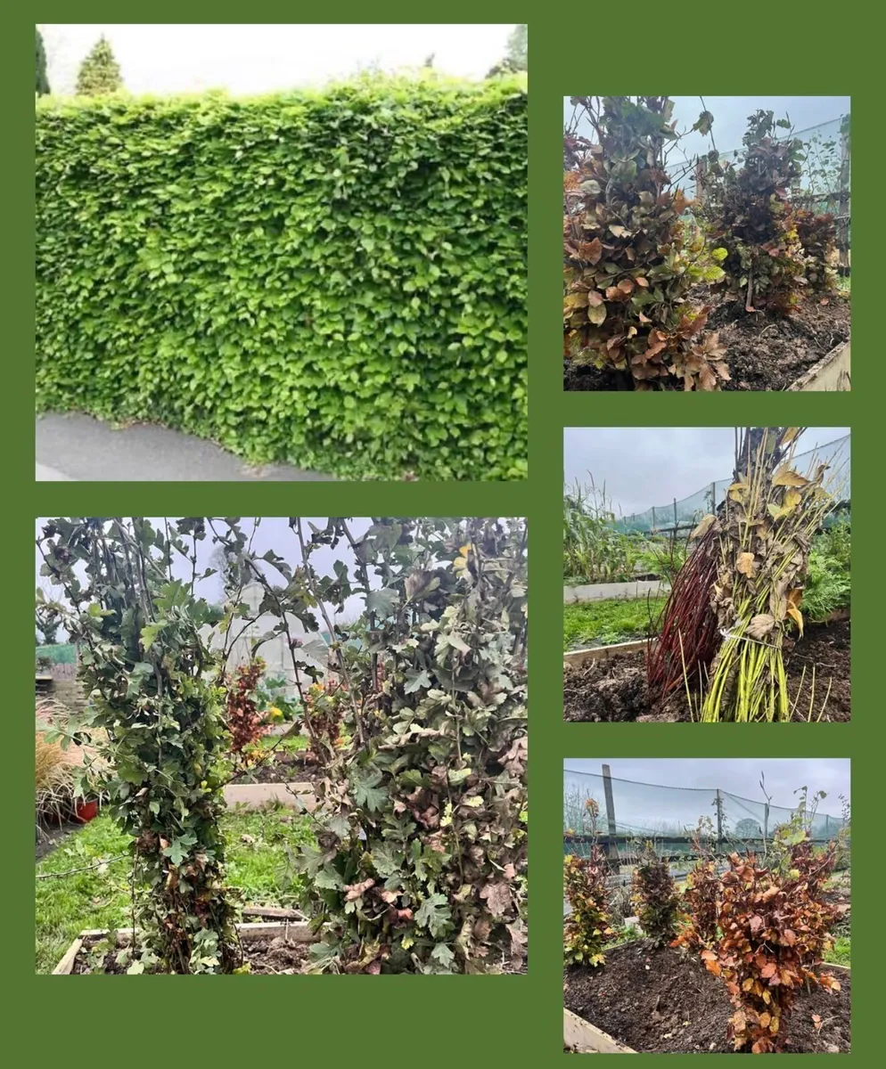 Bare Root Hedging-Beech, Oak, Birch, Hazel, Hornb - Image 1