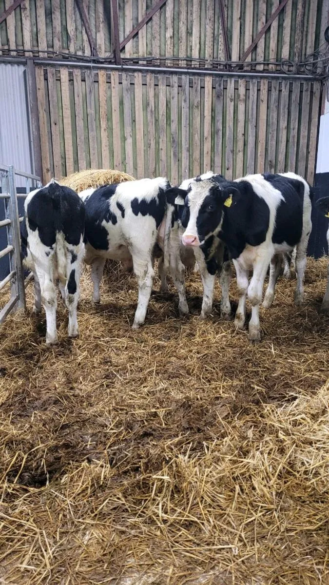 Weanling bulls - Image 3