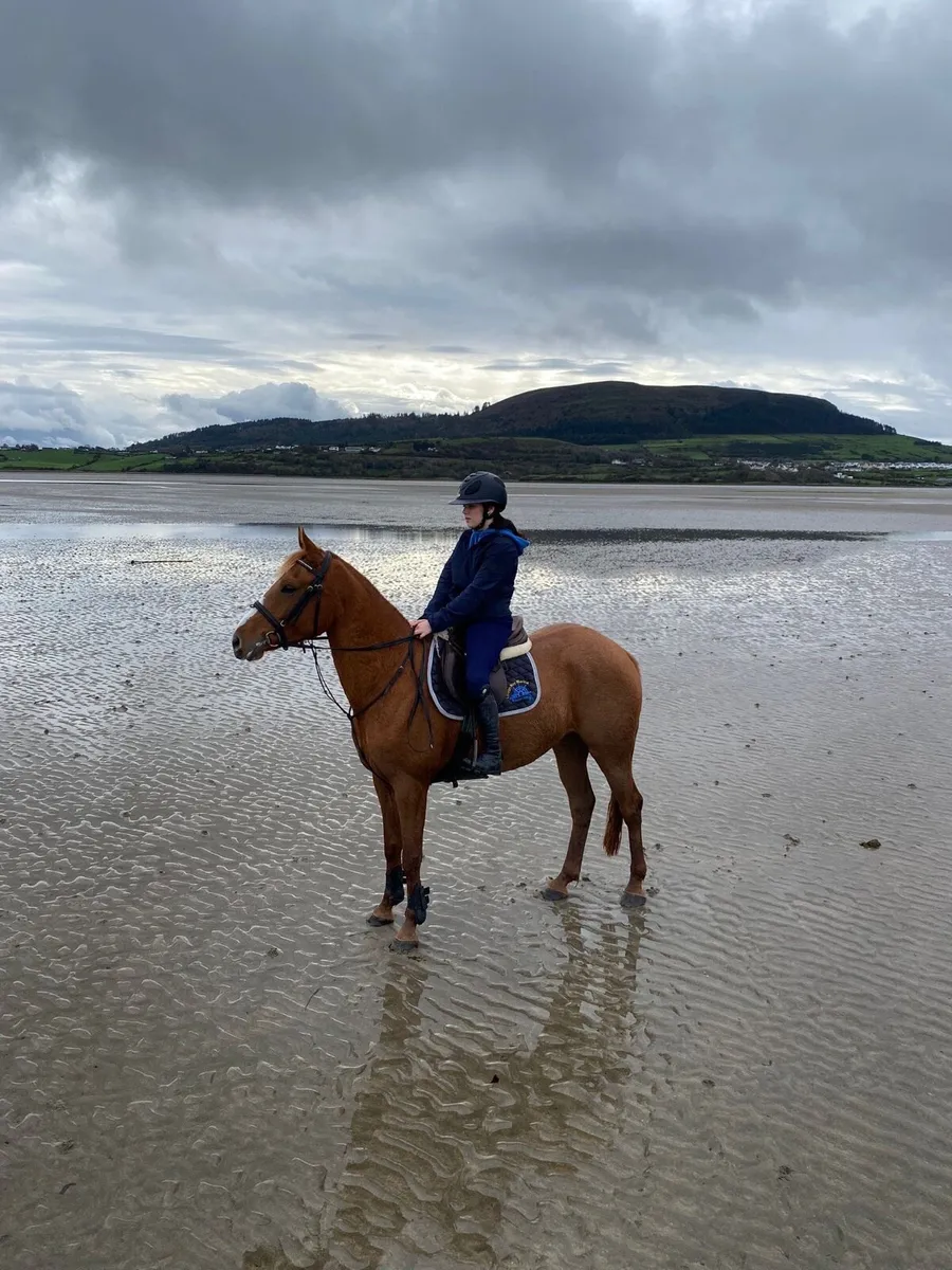 15.2h 4 year old mare - Image 1