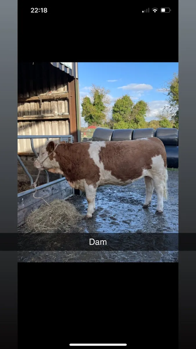 Pb Simmental embryos - Image 2