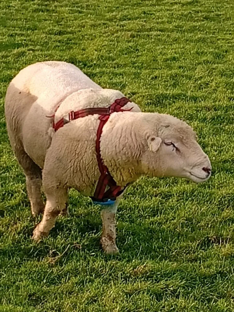 Dorset Ram - Image 1