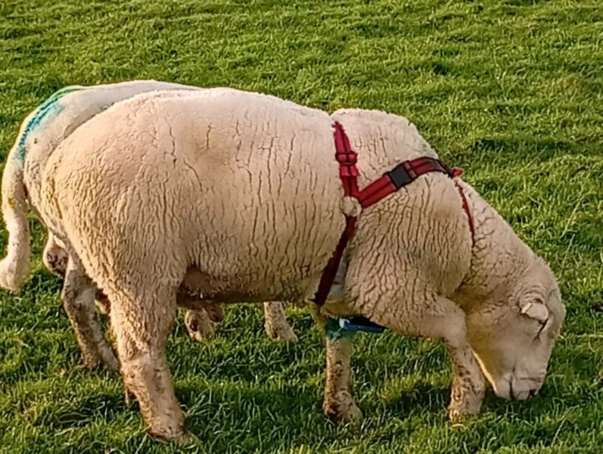 Dorset Ram - Image 2