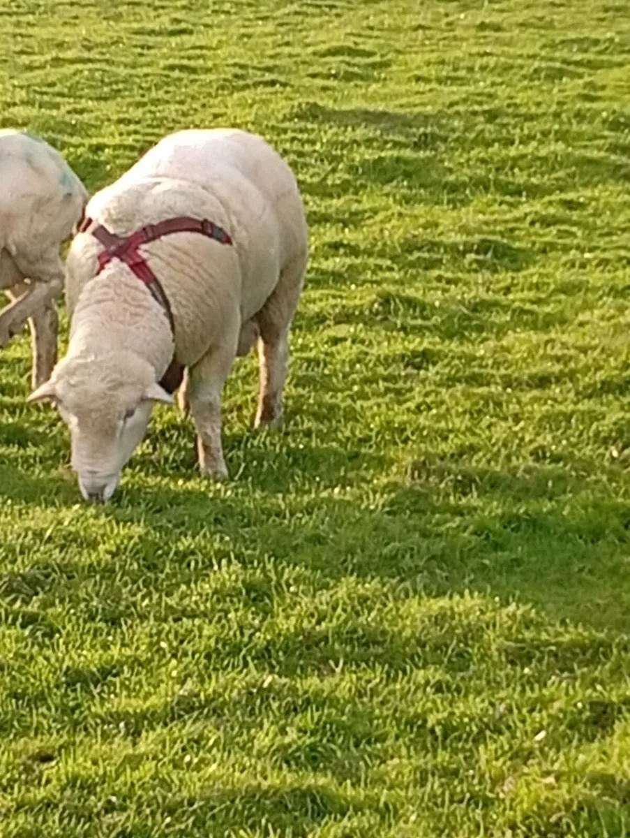 Dorset Ram - Image 3