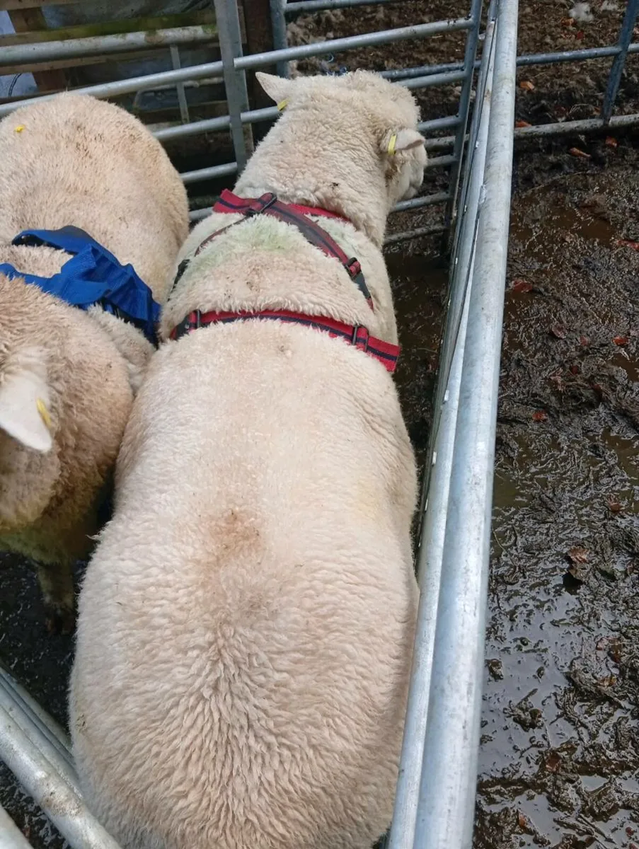 Dorset Ram - Image 4