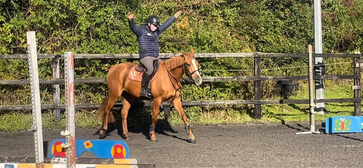 15.2h 4 year old mare - Image 4