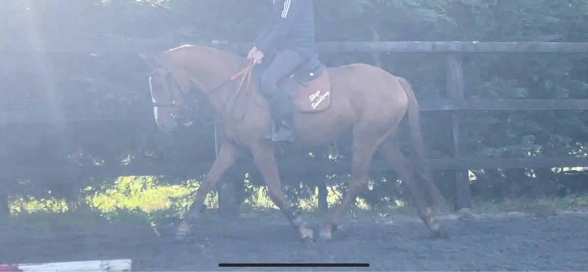 15.2h 4 year old mare - Image 2