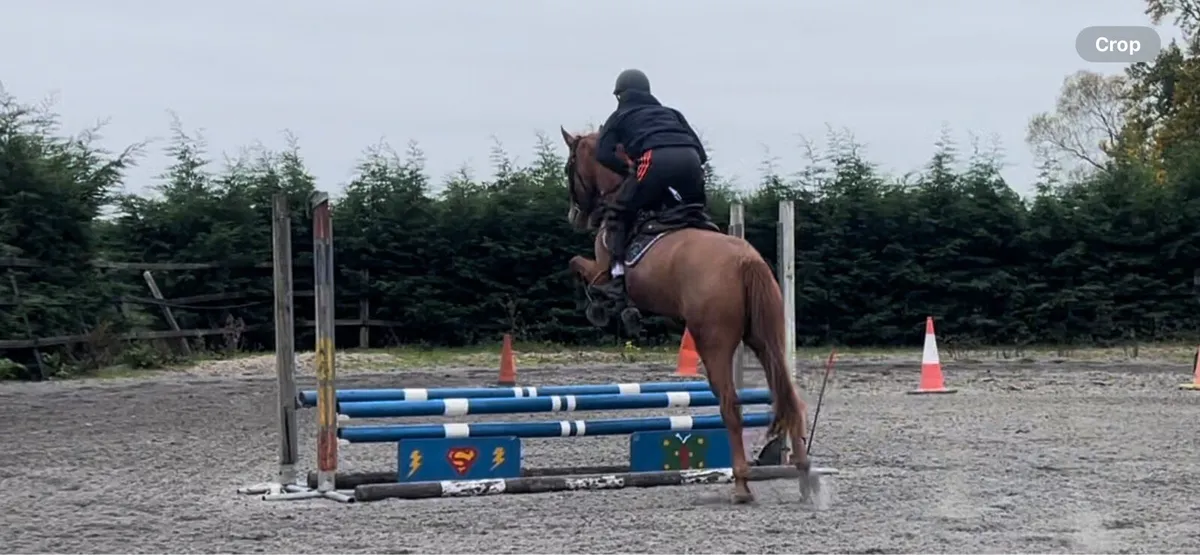 15.2h 4 year old mare - Image 3