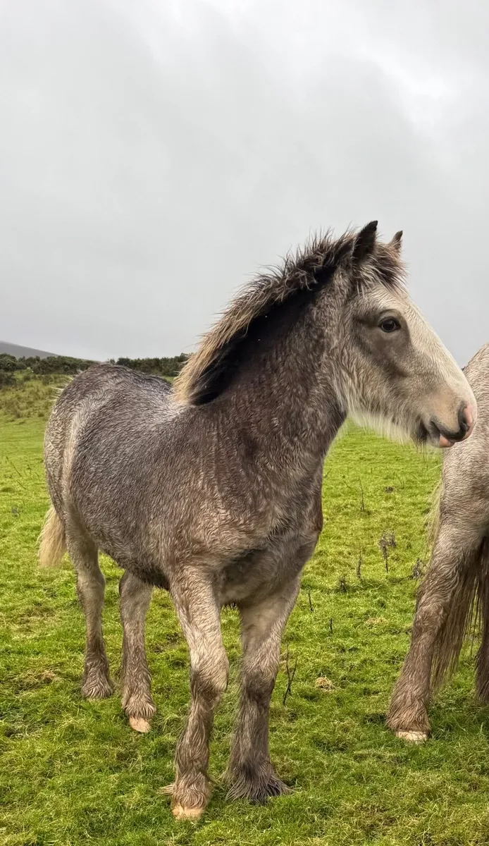Cob foal - Image 4