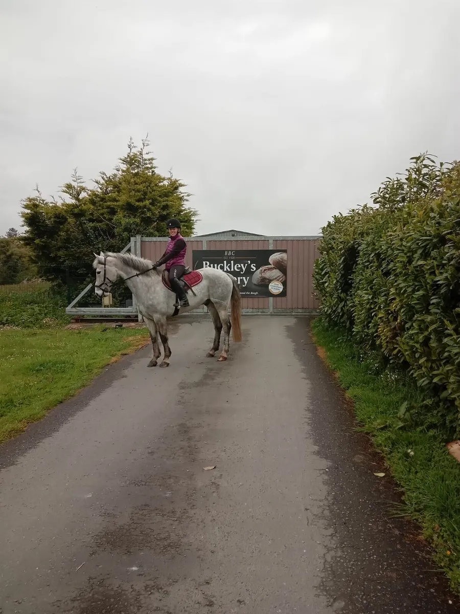 Freddo 🐸 - Image 2