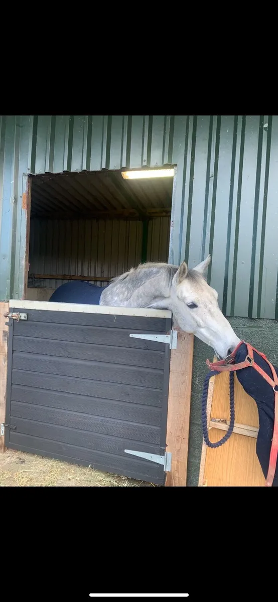 Freddo 🐸 - Image 1