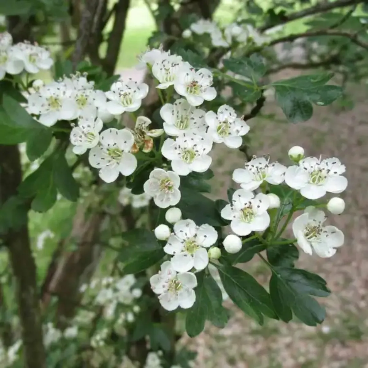 Whitethorn (Hawthorn) – ACRES Scheme Approved - Image 3