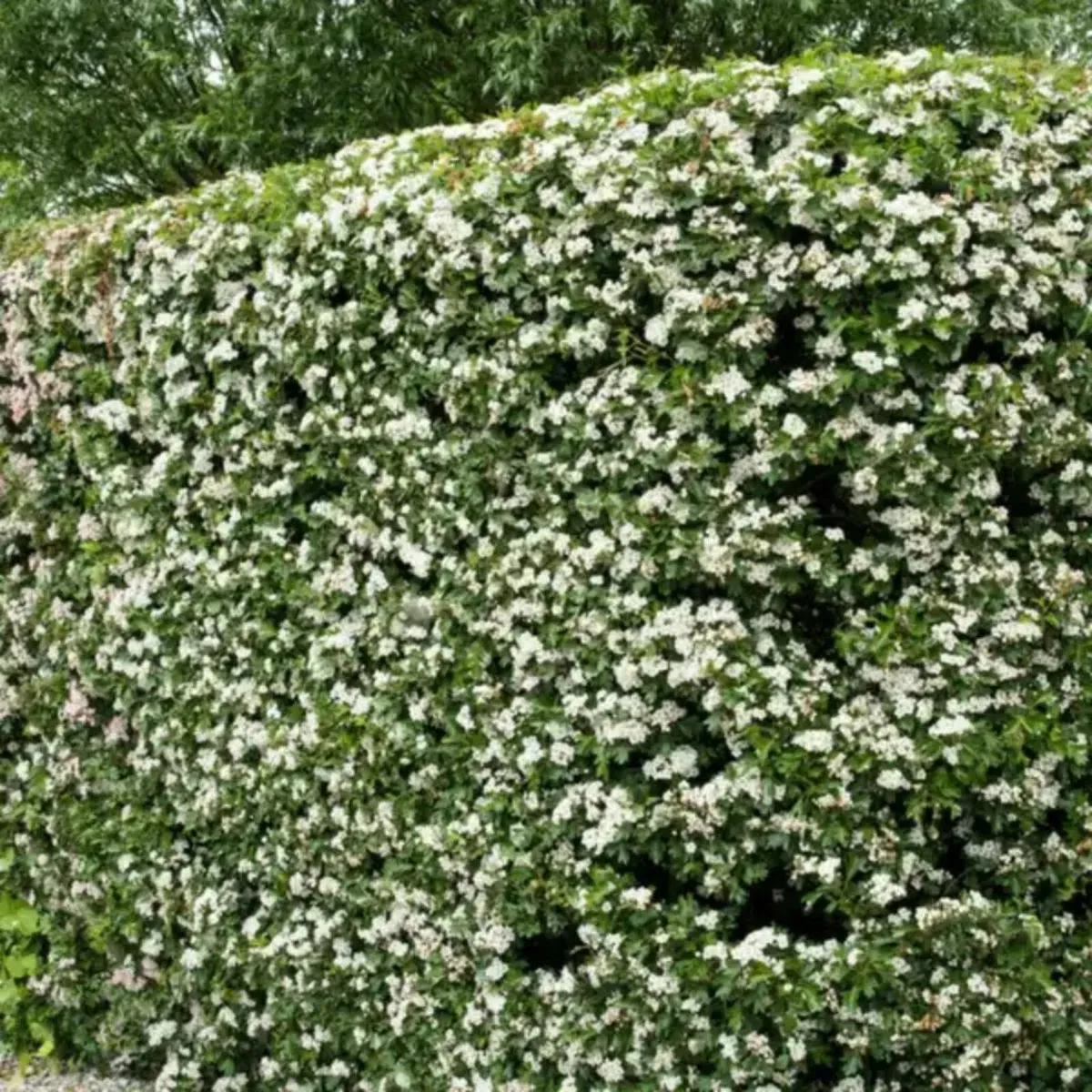 Whitethorn (Hawthorn) – ACRES Scheme Approved - Image 1