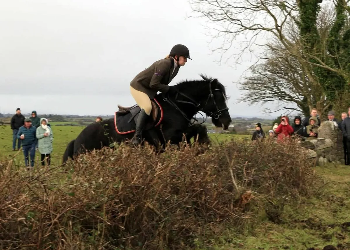 14.2hh Gelding - Image 2