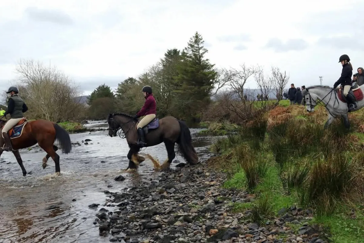 14.2hh Gelding - Image 3