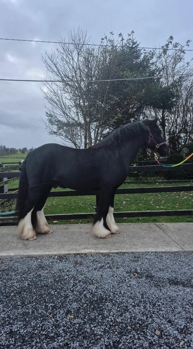 14.2hh Gelding - Image 4