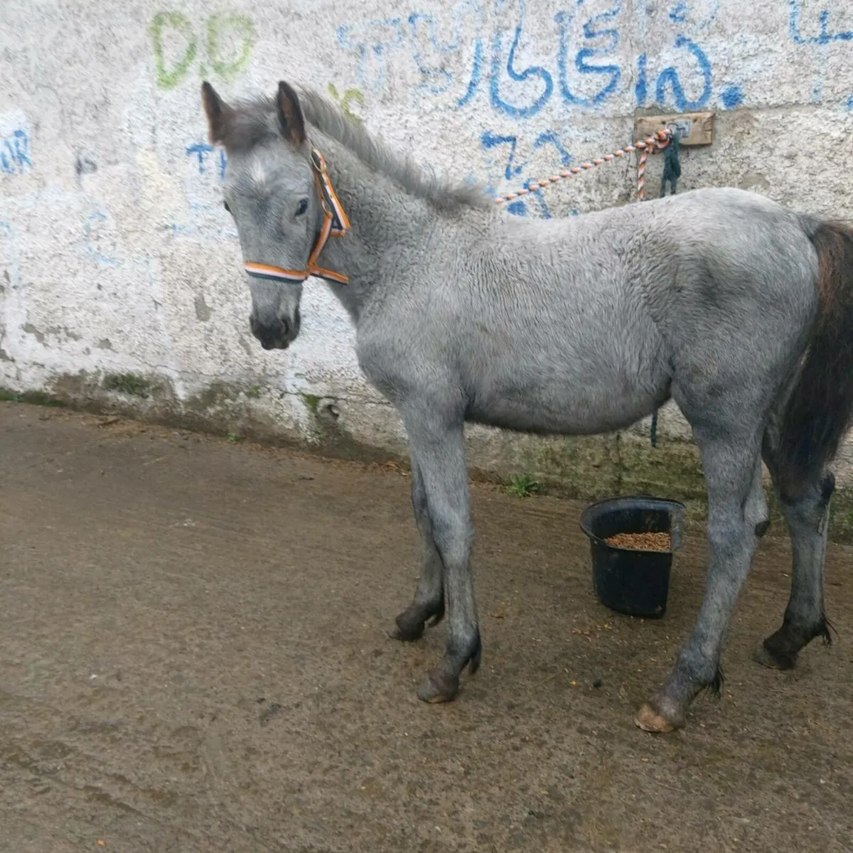 Half fresian filly - Image 1