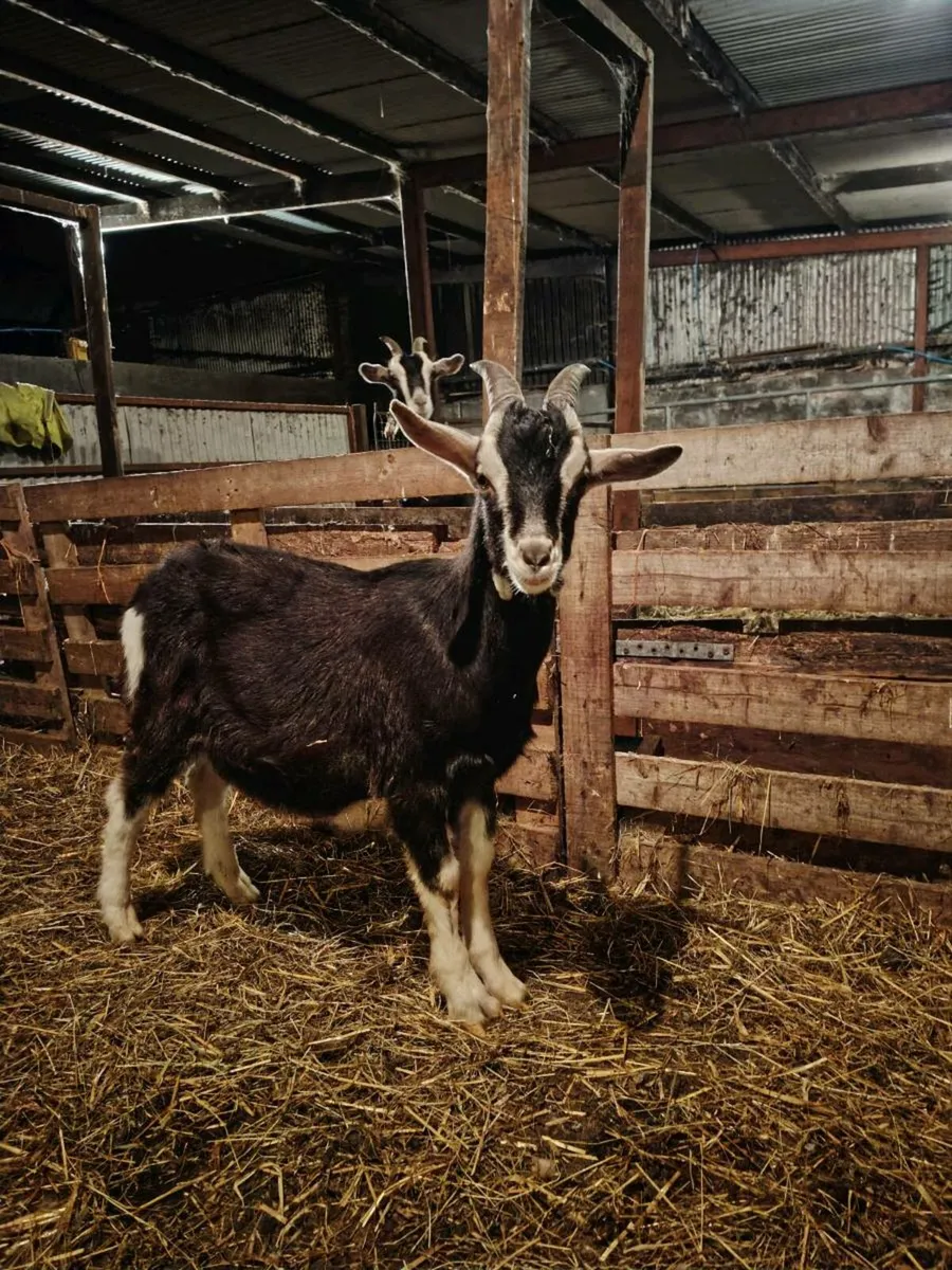 Toggenburg buck goat - Image 1