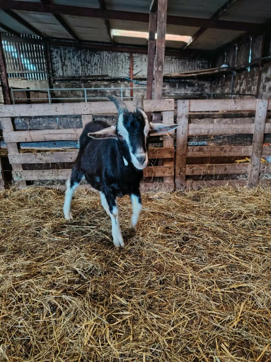 Toggenburg buck goat - Image 2