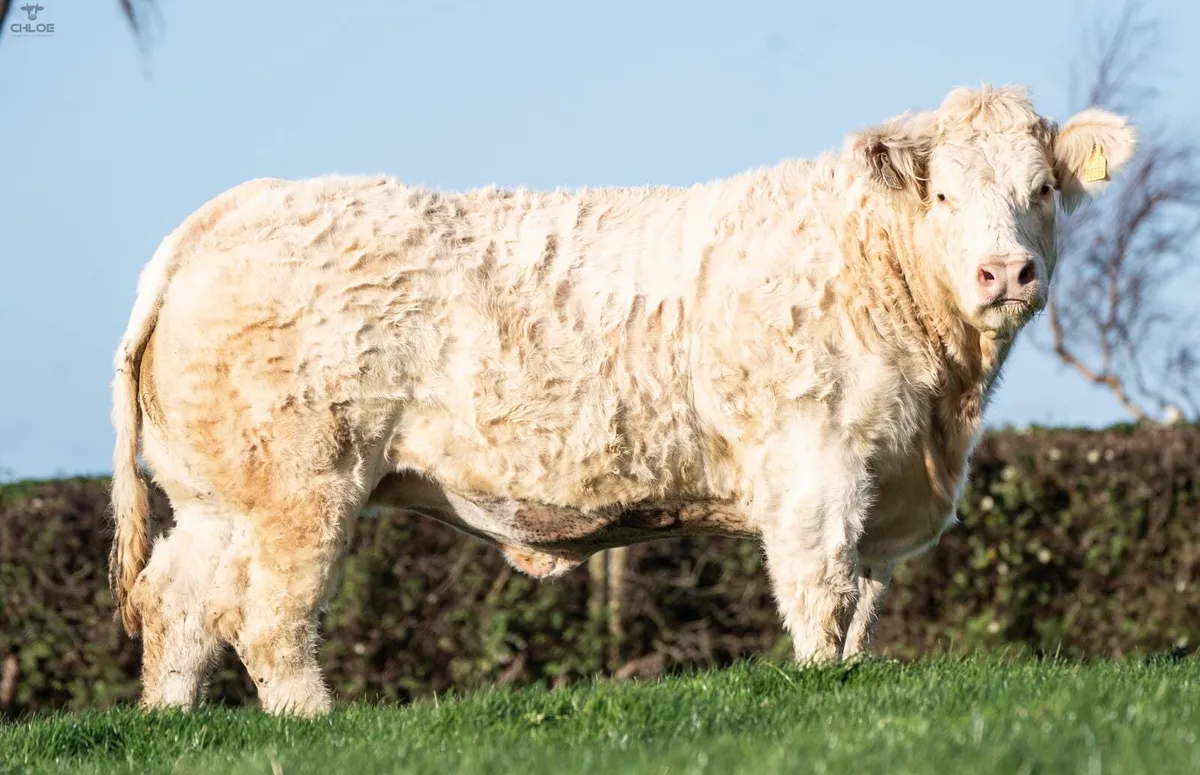 🔥Two  pedigree Charolais heifers 🔥 - Image 1