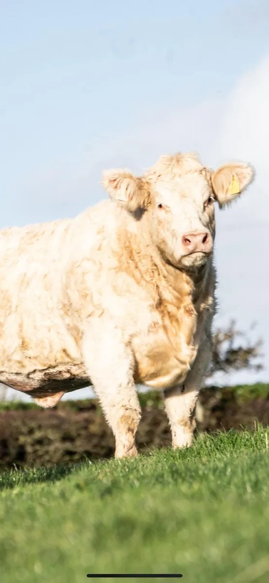 🔥Two  pedigree Charolais heifers 🔥 - Image 2