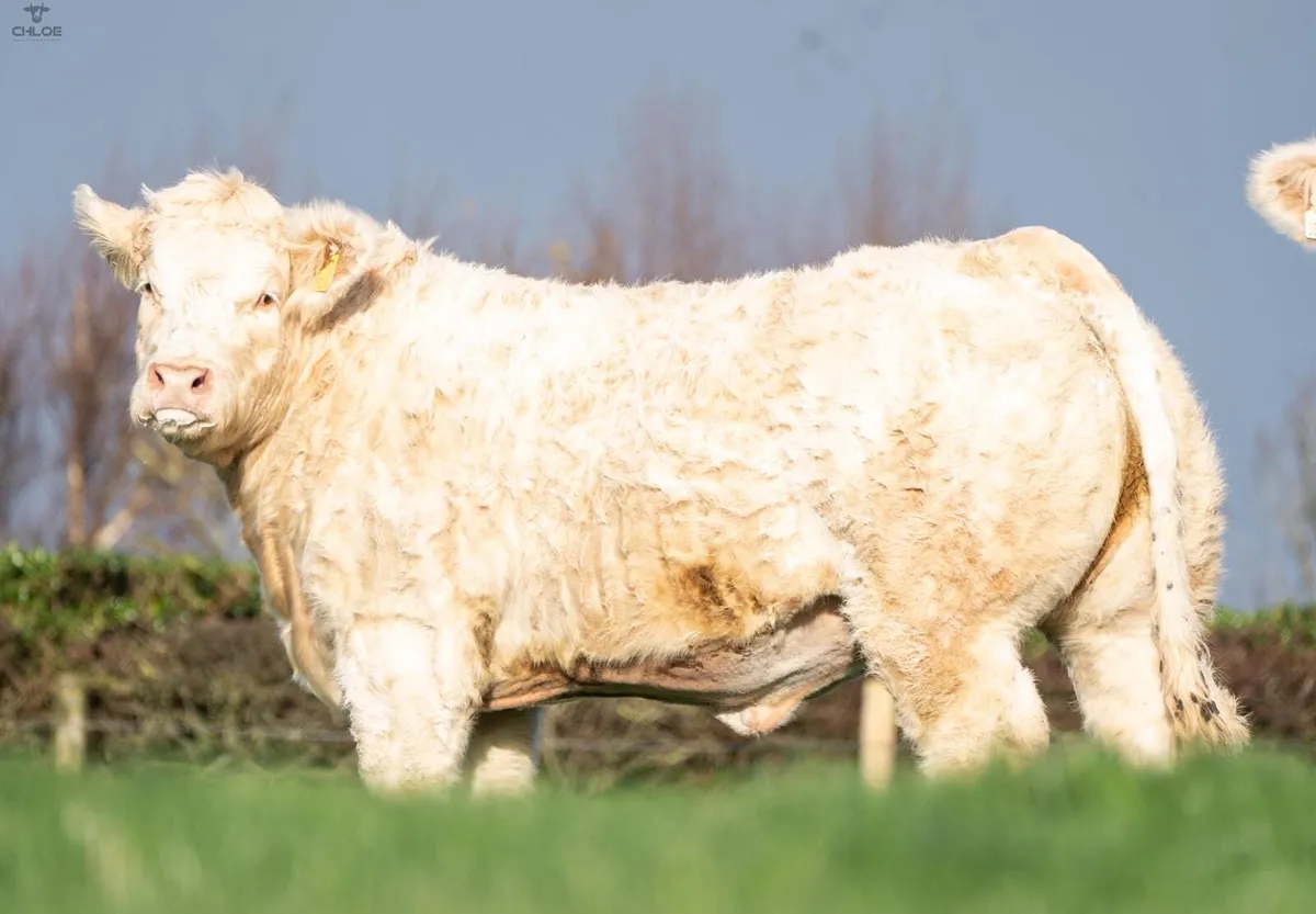 🔥Two  pedigree Charolais heifers 🔥 - Image 3
