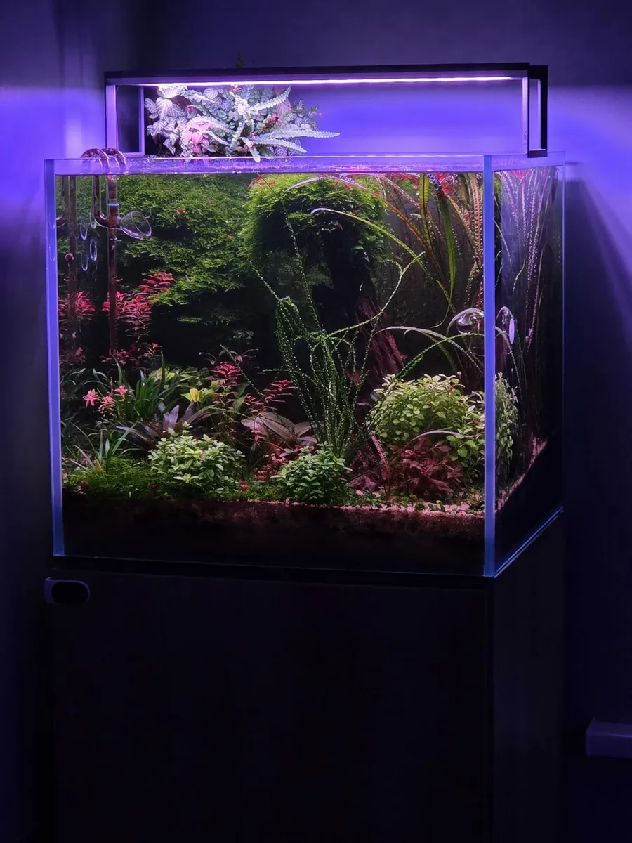 Aqua one 150 litre planted aquarium - Image 2