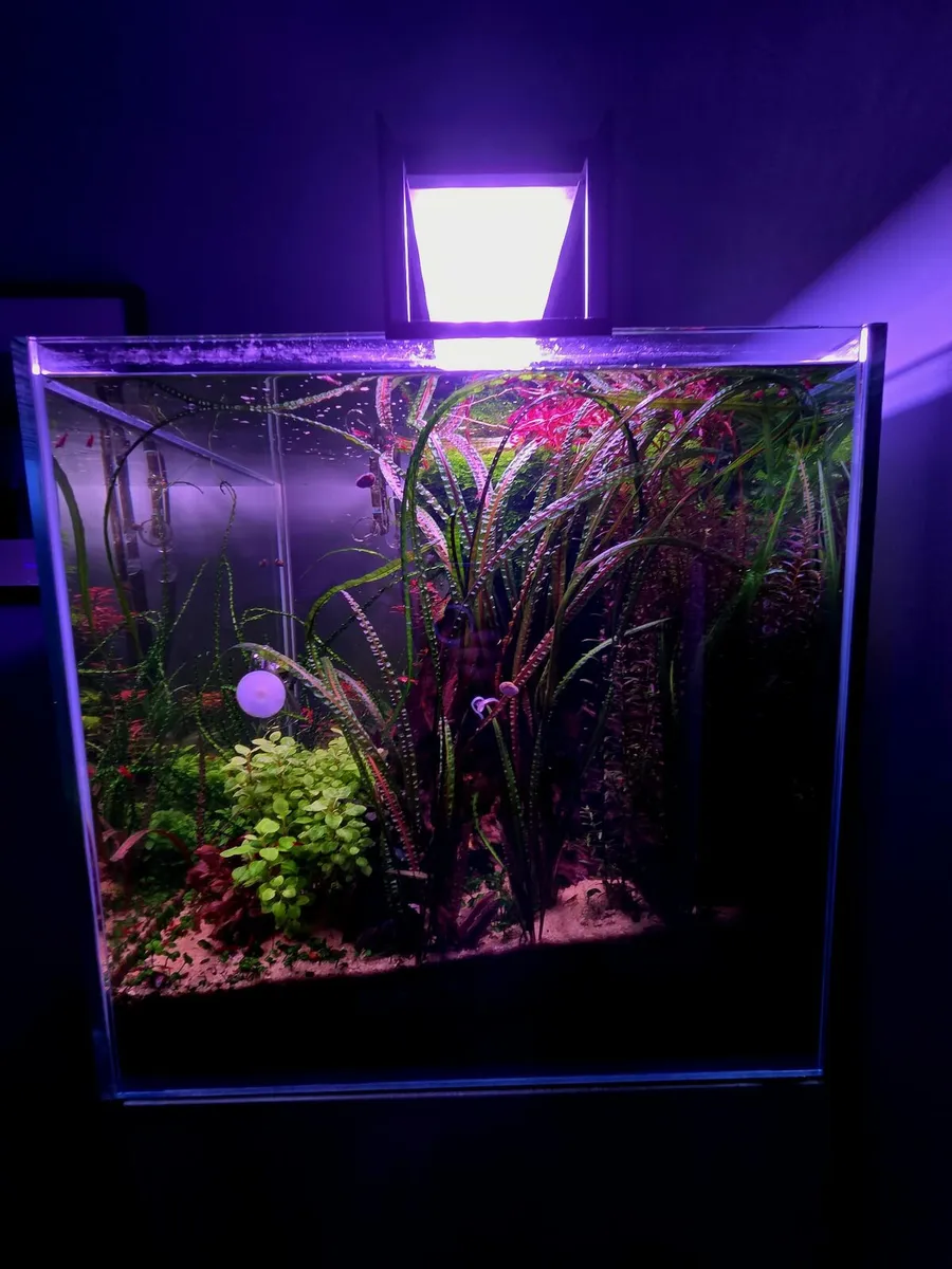 Aqua one 150 litre planted aquarium - Image 4