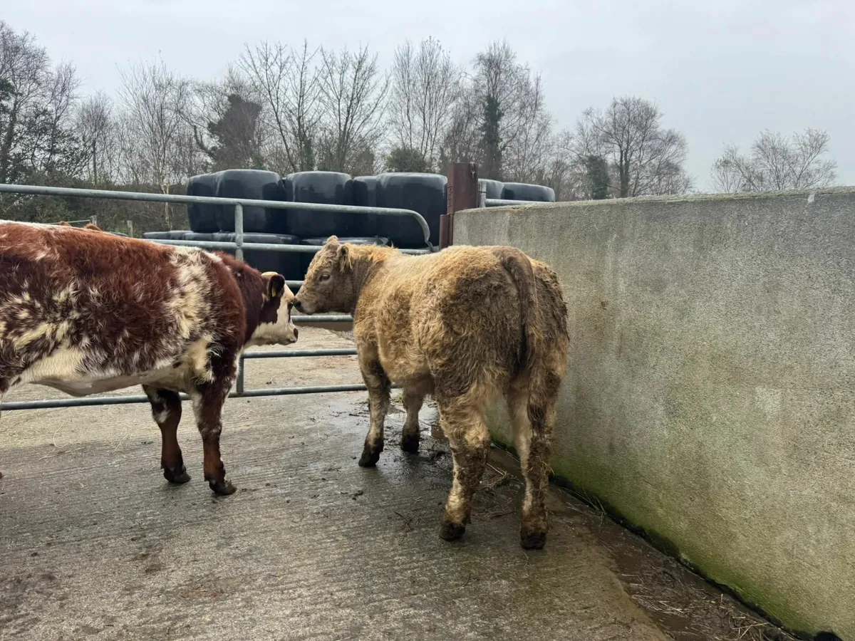 Show heifers cow makers castlerea mart - Image 2