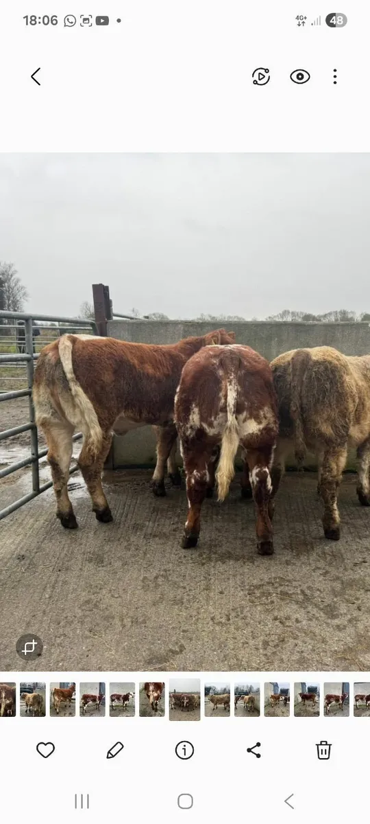 Show heifers cow makers castlerea mart - Image 3