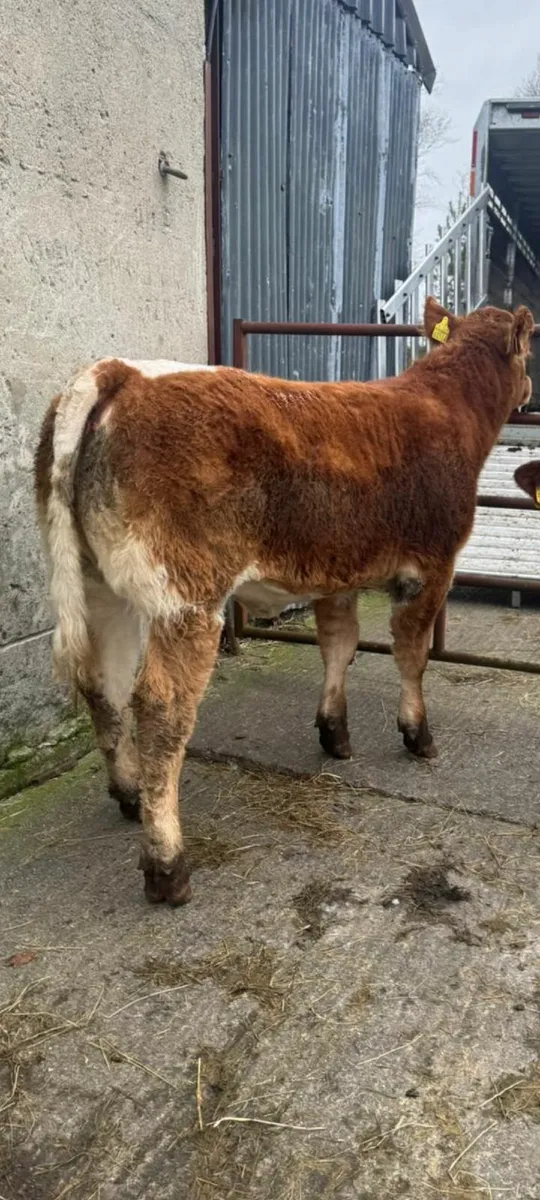 Show heifers cow makers castlerea mart - Image 4