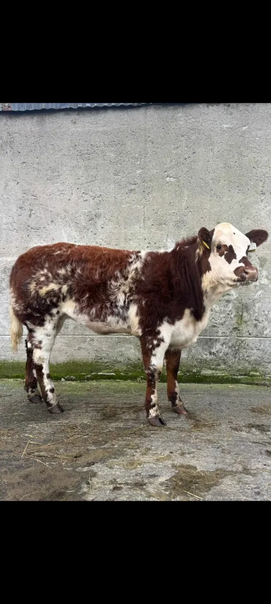 Show heifers cow makers castlerea mart - Image 1