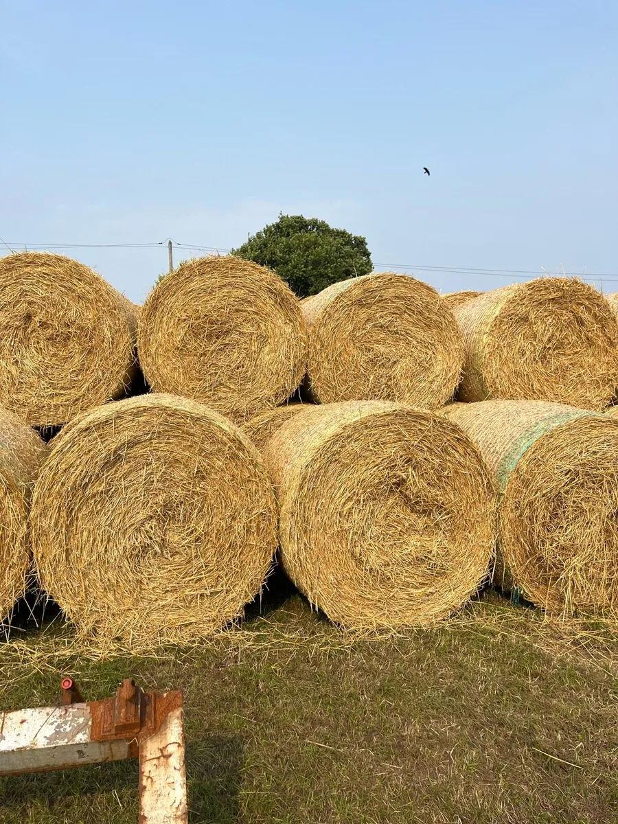 Straw for sale - Image 1