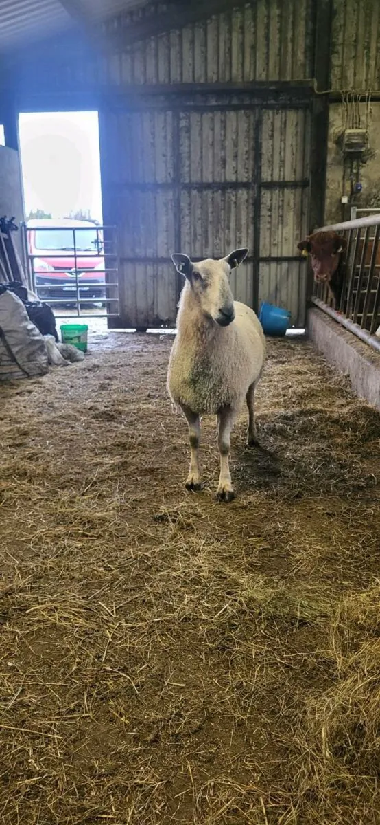 Bluefaced Leicester Ram - Image 1