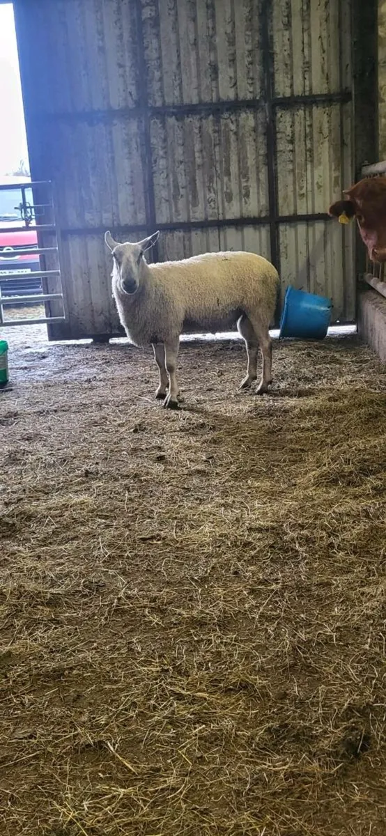 Bluefaced Leicester Ram - Image 2
