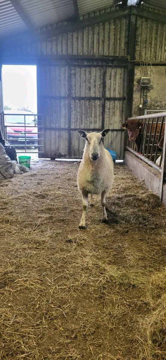 Bluefaced Leicester Ram - Image 3