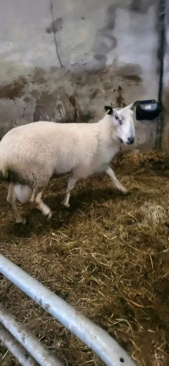 Bluefaced Leicester Ram - Image 4